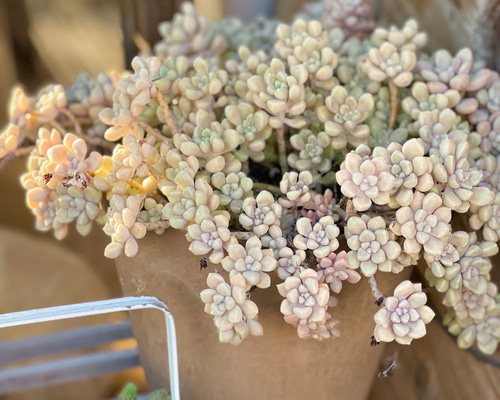 姫だるま秀麗＊多肉植物＊3カット 多肉植物 ＊N＊ 通販 17691754