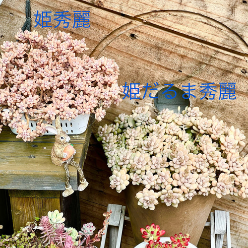 姫だるま秀麗＊多肉植物＊3カット 多肉植物 ＊N＊ 通販 17691754