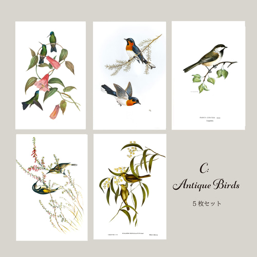 アンティークなボタニカルアートカード5枚セット ポストカード Luteru