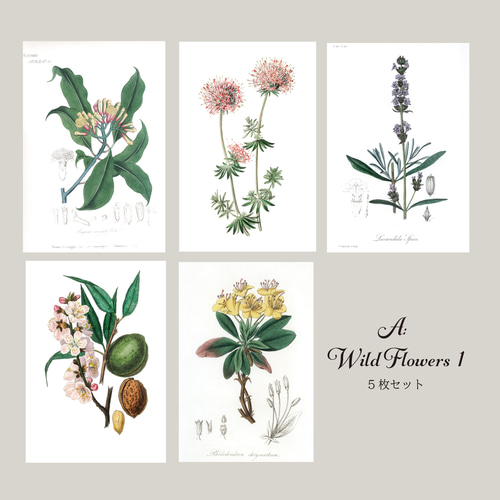 ボタニカルアート セット イタリア製 アンティーク ヴィンテージ