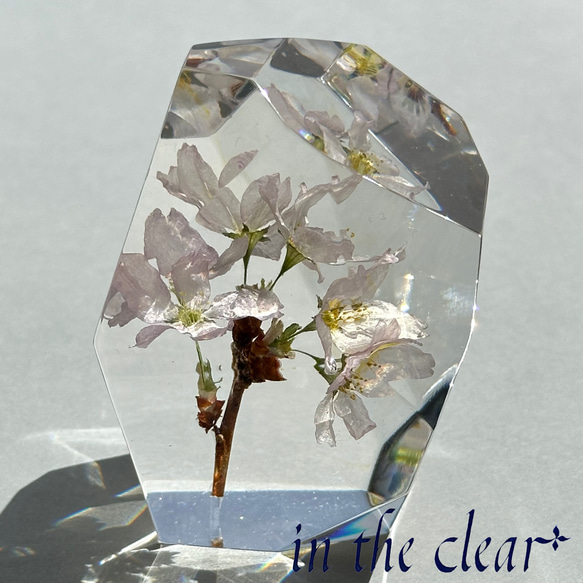 植物標本　桜　啓翁桜　ピンク　鉱石型 7枚目の画像