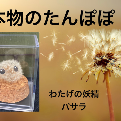 本物のたんぽぽ！綿毛の妖精「パサラ」白1匹 ドライフラワー Mew