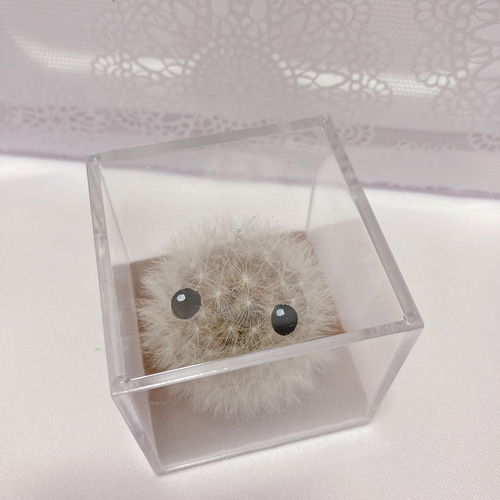 本物のたんぽぽ！綿毛の妖精「パサラ」白1匹 ドライフラワー Mew