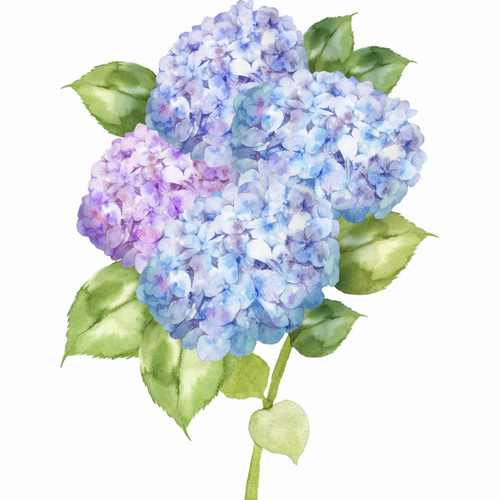 送料無料】A3・A4ポスター【あじさいの水彩画】季節 花 植物 ガーデン
