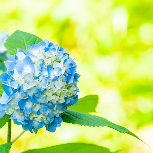 送料無料】A3・A4ポスター【あじさいのフォト】季節 花 植物