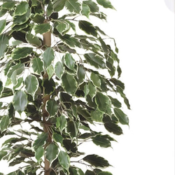 光触媒　人工観葉植物　ウォールグリーン　ゴールデンフィカス1.0 5枚目の画像