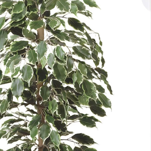 光触媒 人工観葉植物 ウォールグリーン ゴールデンフィカス1.0 その他