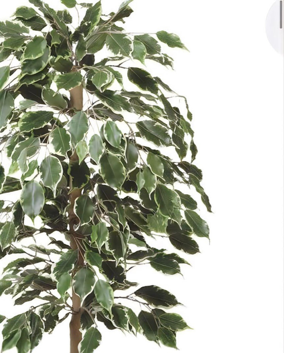 光触媒　人工観葉植物　ウォールグリーン　ゴールデンフィカス1.0 5枚目の画像