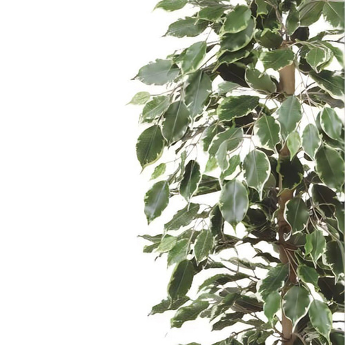 光触媒　人工観葉植物　ウォールグリーン　ゴールデンフィカス1.0 光触媒 人工観葉植物 ウォールグリーン ゴールデンフィカス1.0 その他