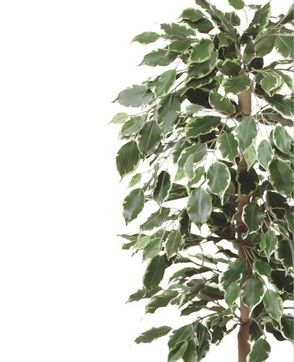 光触媒　人工観葉植物　ウォールグリーン　ゴールデンフィカス1.0 4枚目の画像