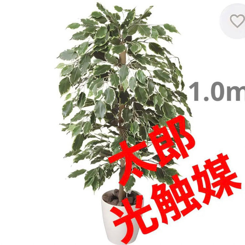光触媒　人工観葉植物　ウォールグリーン　ゴールデンフィカス1.0 光触媒 人工観葉植物 ウォールグリーン ゴールデンフィカス1.0