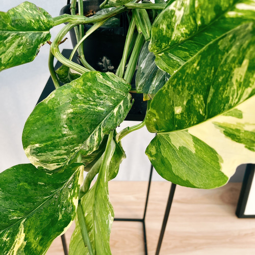 現品］【希少】☆珍しい☆ 3番 モンステラ レクレリアナ 斑入り 5号