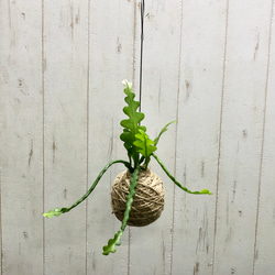 風にゆれるグリーン ミクロソリウム・カンガルーファン 吊り鉢〈5号