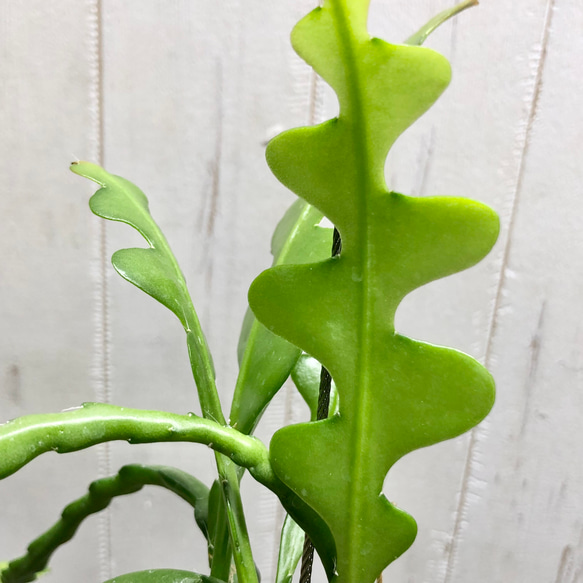 エピフィルム・アングリガー  フィッシュボーン  / epiphyllum anguliger 麻玉 ハンギング 5枚目の画像
