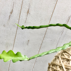 エピフィルム・アングリガー  フィッシュボーン  / epiphyllum anguliger 麻玉 ハンギング 7枚目の画像