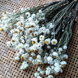 カワラハハコ ドライフラワー 200g 雄花 ドライフラワー Fine