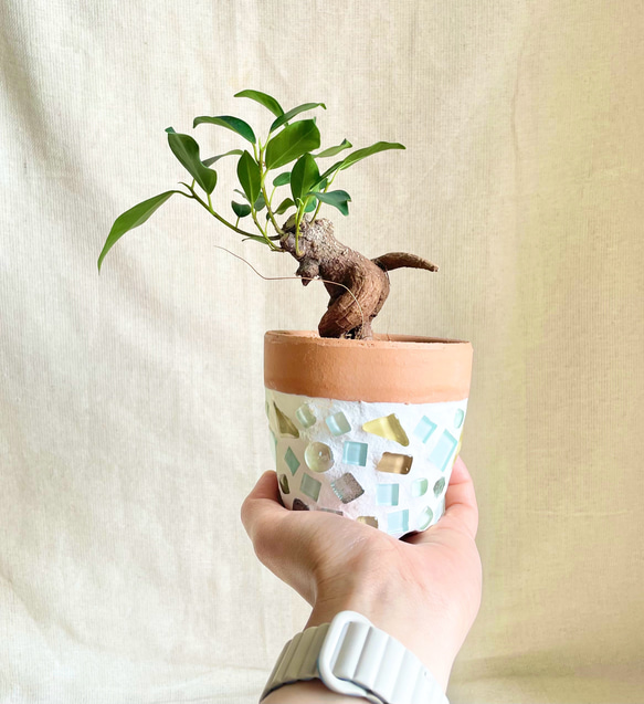 ガジュマル約1.5メートル/13号 ガジュマル約1.5メートル/13号