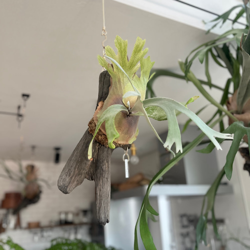 ビカクシダ コウモリラン ウィリンキー 流木付け 観葉植物