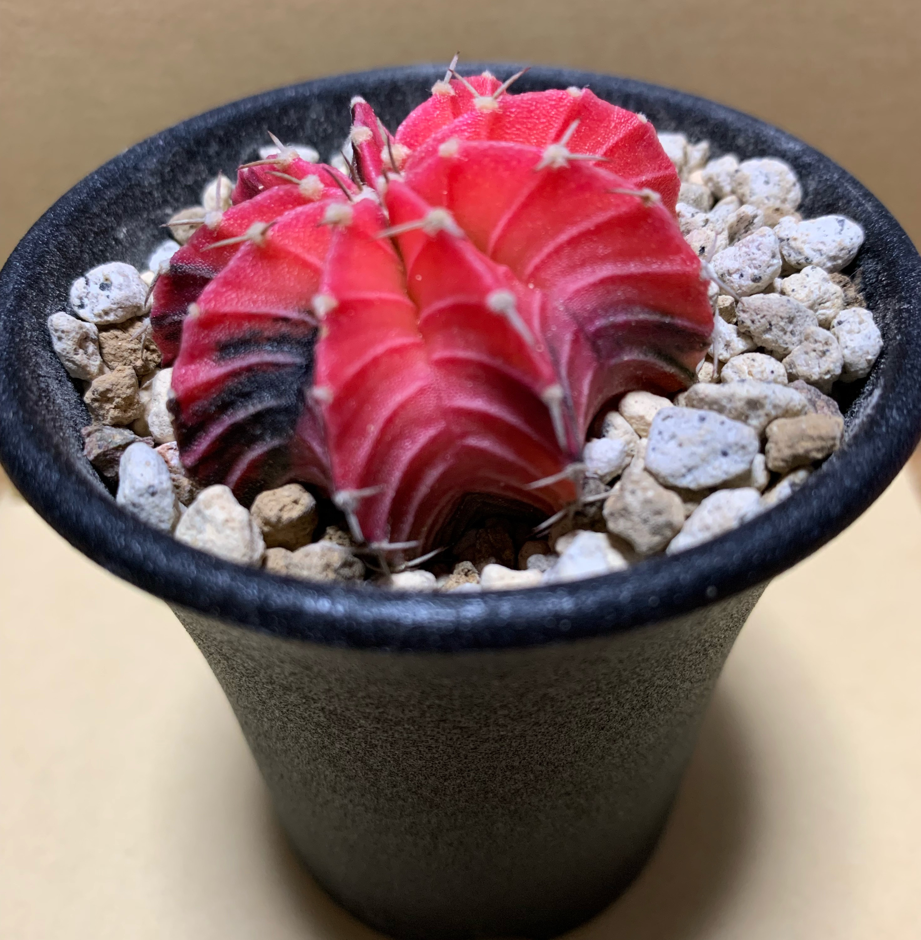 メガタエ　ギムノカリキウム属　直径約11cm 抜き苗　大苗　子株付き メガタエ ギムノカリキウム属 直径約11cm 抜き苗 大苗 子株付き