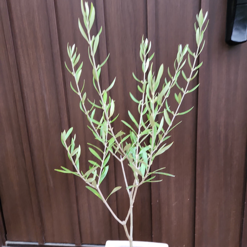 オリーブの木 エルグレコ レンガ風景石膏鉢植え 苗 シンボル オリーブの木 エルグレコ レンガ風景石膏鉢植え 苗 シンボル