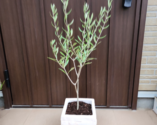 オリーブの木 エルグレコ レンガ風景石膏鉢植え 苗 シンボルツリー