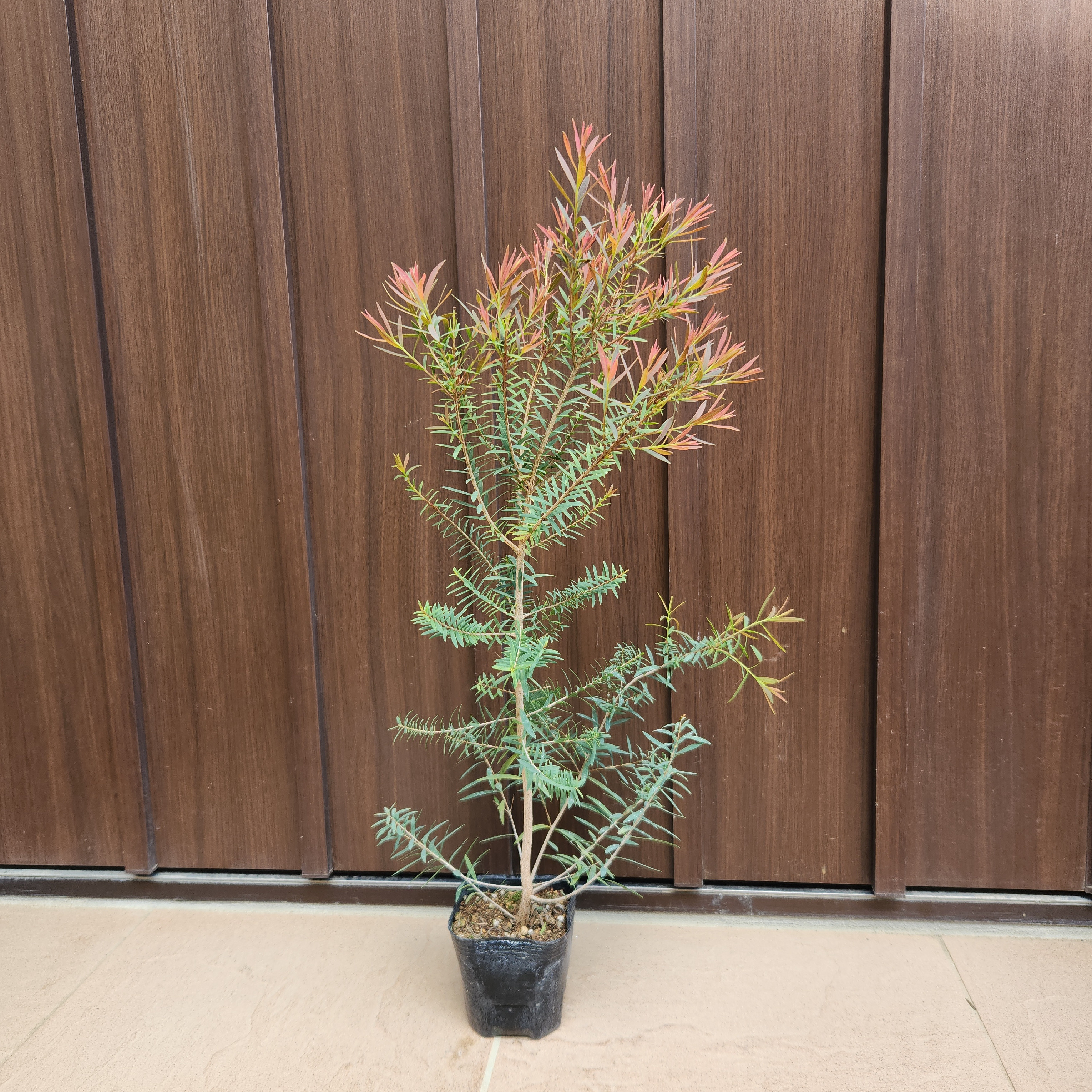 メラレウカ レッドジェム 特大サイズ メラレウカレッドジェム大型