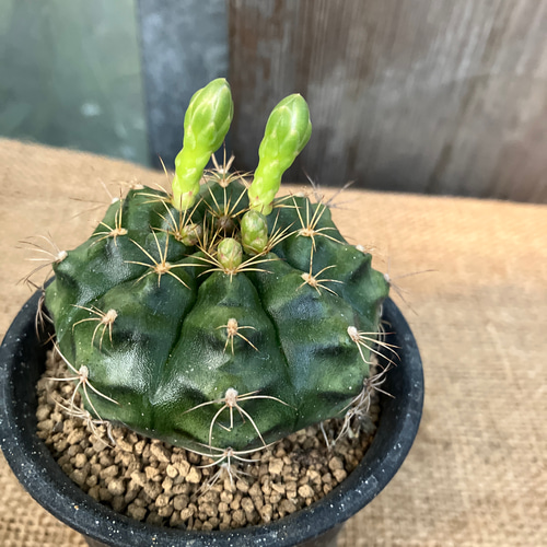 紅蛇丸 ギムノカリキウム サボテン ご確認用 サボテン