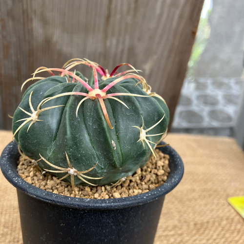 ★専用★カクタス様 フェロカクタス 天城 多肉植物 アルファガーデン 通販 17695259