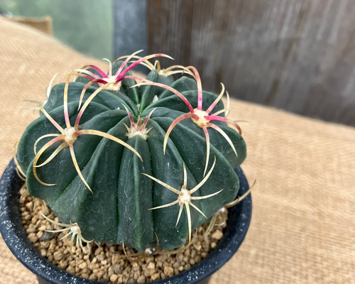 ★専用★カクタス様 b4999bb7e66a7adcf557e3e3710ded