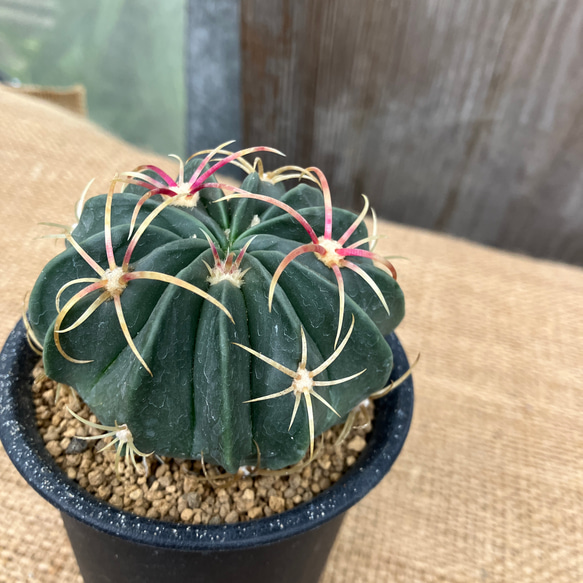 フェロカクタス 天城 多肉植物 アルファガーデン 通販 17695259