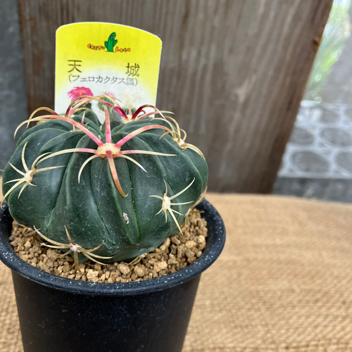 フェロカクタス 天城 多肉植物 アルファガーデン 通販 17695259
