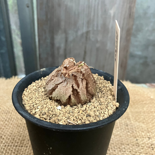 ディオスコレア 亀甲竜 実生 鉢のまま発送 多肉植物 アルファガーデン 