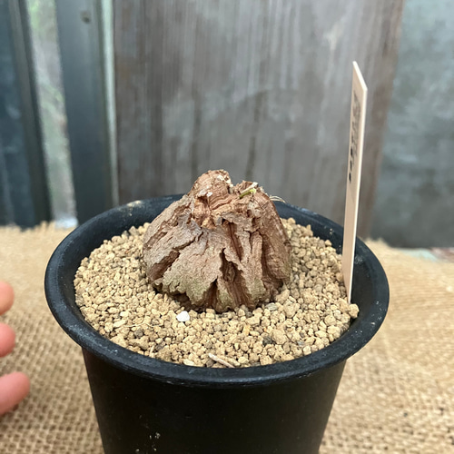 ディオスコレア 亀甲竜 実生 鉢のまま発送 多肉植物 アルファガーデン