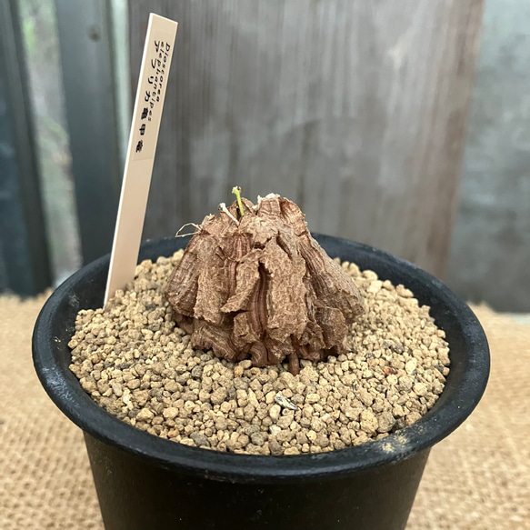 亀甲竜　鉢付き　実生 ディオスコレア 亀甲竜 実生 鉢のまま発送 多肉植物 アルファガーデン