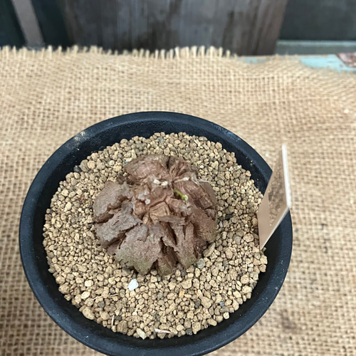 ディオスコレア 亀甲竜 実生 鉢のまま発送 多肉植物 アルファガーデン