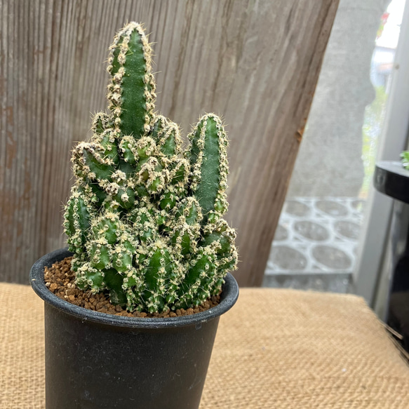 セレウス フェアリーキャッスル 鉢のまま発送 多肉植物 アルファ