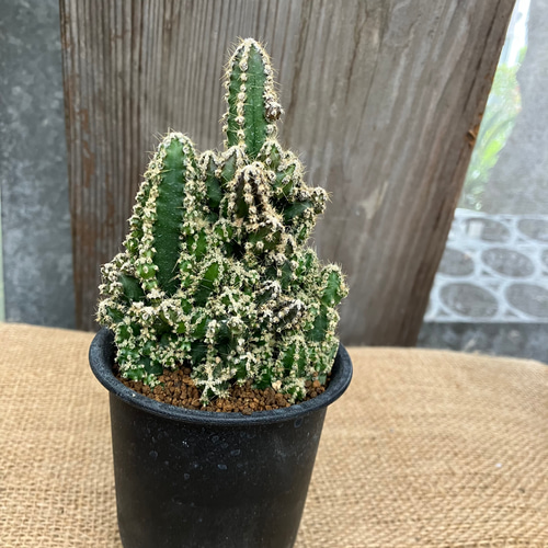 セレウス フェアリーキャッスル 鉢のまま発送 多肉植物 アルファ