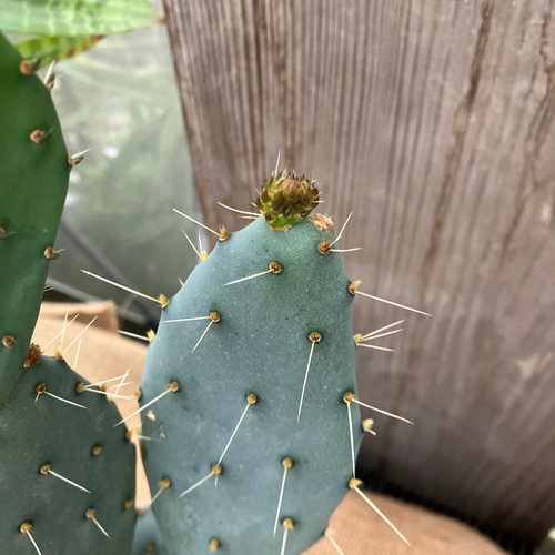 【極上ブランチ&amp;ストレート2本サボテン&amp;巨大オプンチアSET】 Opuntia pycnantha オプンチアピクナンサ . ヤフオク出品株 . 大