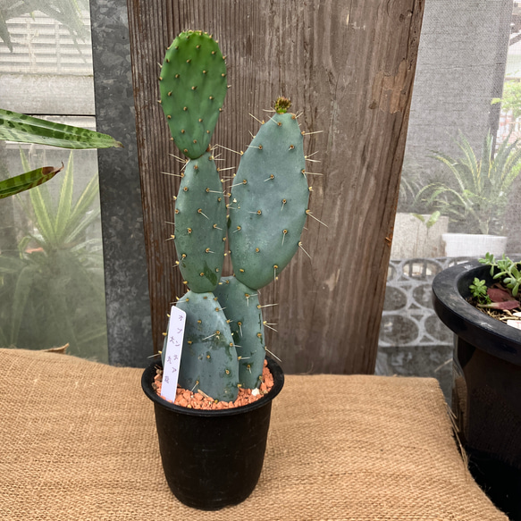 サボテン オプンチア 大丸盆 多肉植物 アルファガーデン 通販