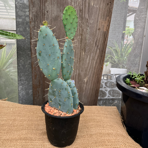 opuntia arizonas オプンチア サボテン 多肉植物 特大苗 opuntia arizonas オプンチア サボテン 多肉植物 特大苗