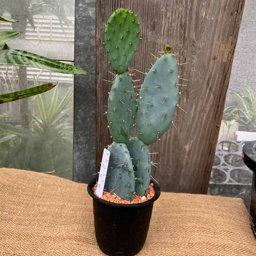 サボテン オプンチア 大丸盆 多肉植物 アルファガーデン 通販