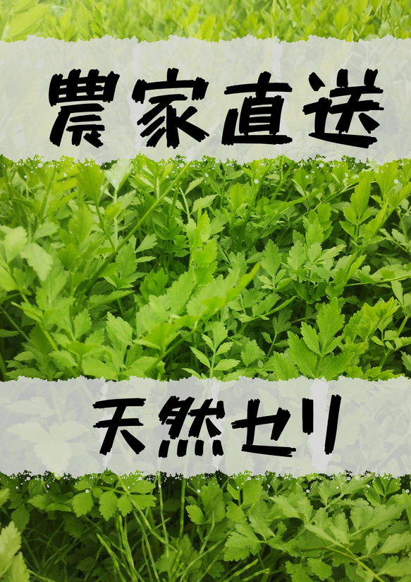 農家直送]天然せり1kg以上 野菜 青い浅草 通販 17697519｜Creema