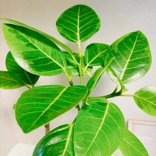 現品］1番 フィカス アルテシマ 曲がり 5号 観葉植物 室内 ゴム