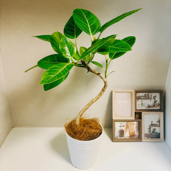 現品　フィカス　ゴムの木　アルテシマ　曲がり　5番　インテリアグリーン　観葉植物 現品］1番 フィカス アルテシマ 曲がり 5号 観葉植物 室内 ゴム