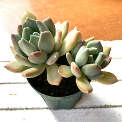 多肉植物 アズールブルー エケベリア Echeveria 'Azur Blue' 多肉植物