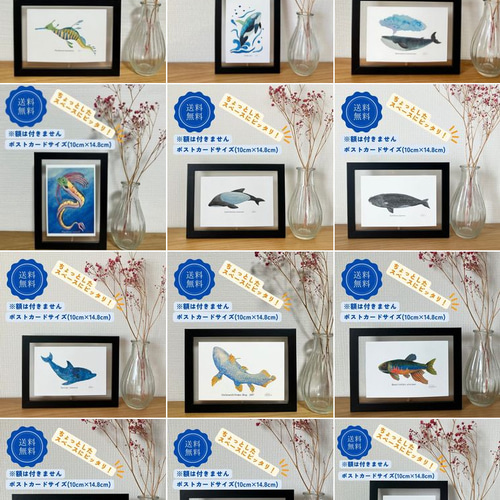 ポストカード おしゃれ アート デザイン 魚 グラフィック カラフル