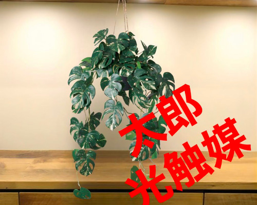 光触媒　人工観葉植物　ウォールグリーン　フェイクグリーン　斑入りモンステラki b38ce7410b5c1a53bcf7f11bf41534