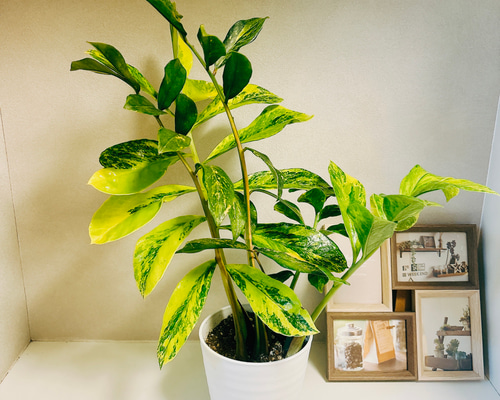 希少 ザミオクルカス 斑入 ザミオクルカス 斑入 「Zamioculcas Zamiifolia Variegated」5