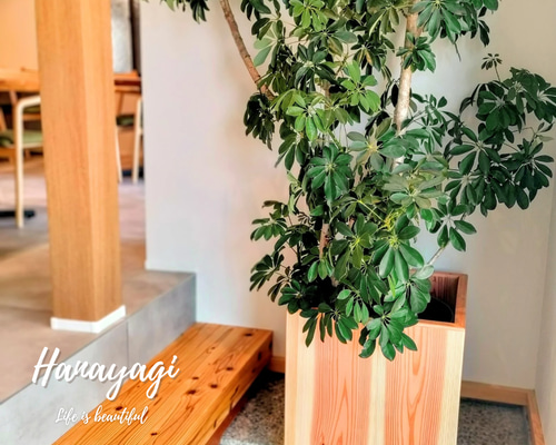 白木の天然木鉢カバー 6e91606869babae25674370e071e6b