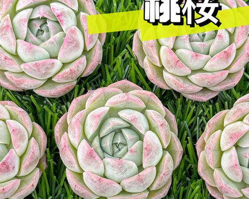 現品限り 大人気 多肉植物 スターファイヤー 超美苗 レア種